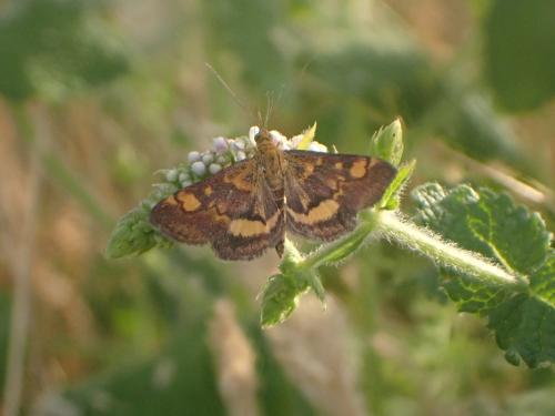Pyrausta aurata